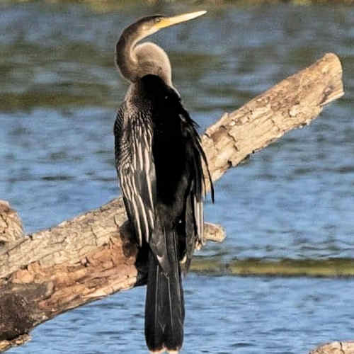 Anhinga anhinga