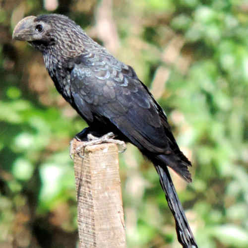 Crotophaga ani