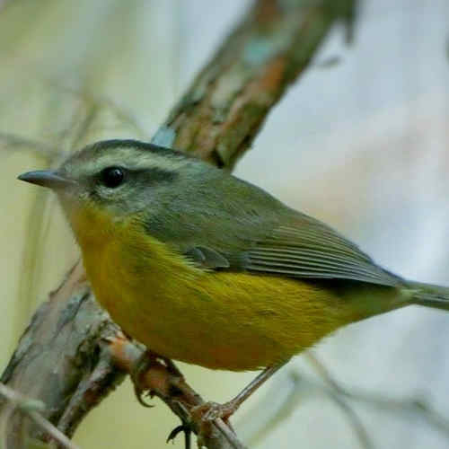 Basileuterus culicivorus