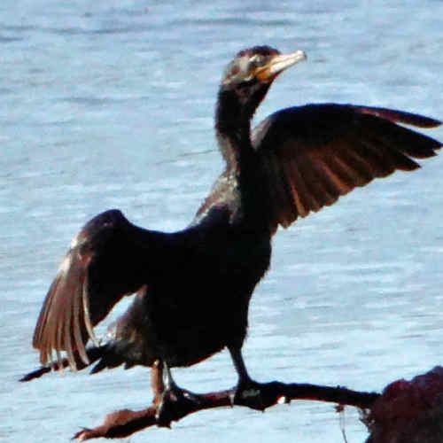 Bigua_Phalacrocorax_brasilianus