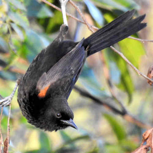 Boyerito_Icterus_pyrrhopterus