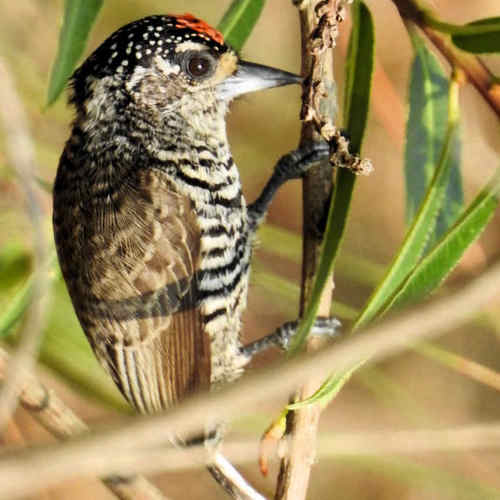 Carpinterito_Comun_Picumnus_cirratus