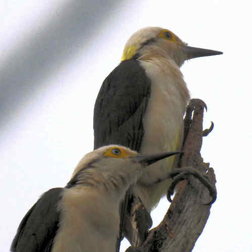 Carpintero_Blanco_Melanerpes_candidus