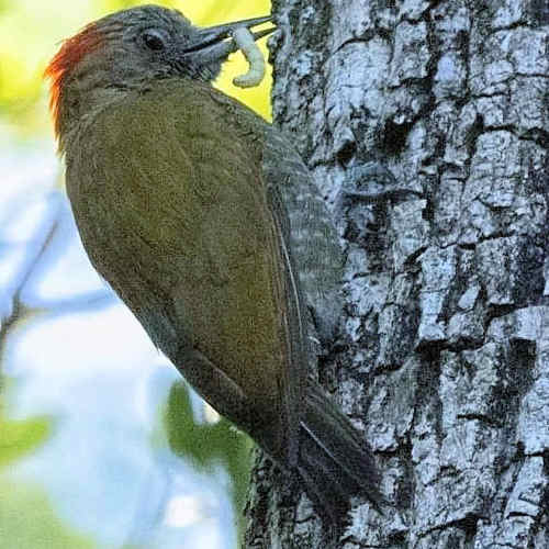 Carpintero_Oliva_Chico_Veniliornis_passerinus