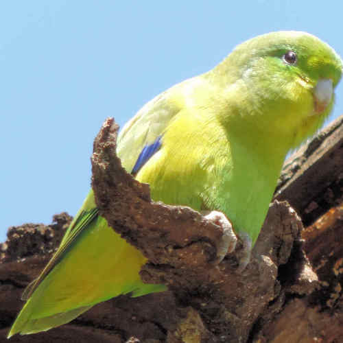 Catita_Enana_Forpus_xanthopterygius