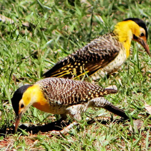 Colaptes_campestris_Carpintero_campestre