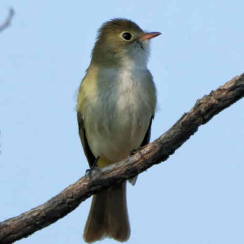 Elaenia parvirostris
