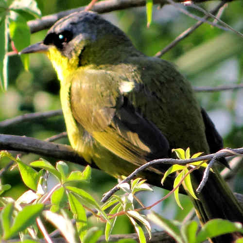 Geothlypis_aequinoctialis_Aranero_cejanegra