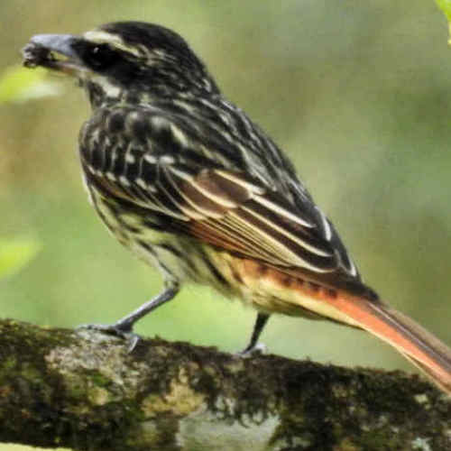 Myiodynastes_maculatus_Benteveo_Rayado