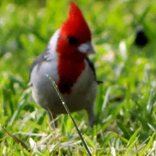 Paroaria_coronata_Cardenal_Comun