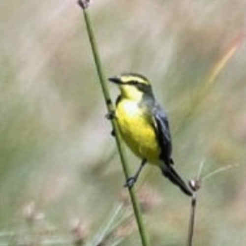 Suirirí Amarillo