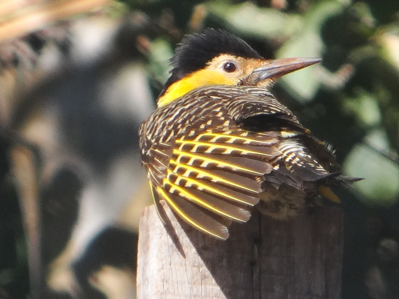 Colaptes_campestris_Carpintero_campestre
