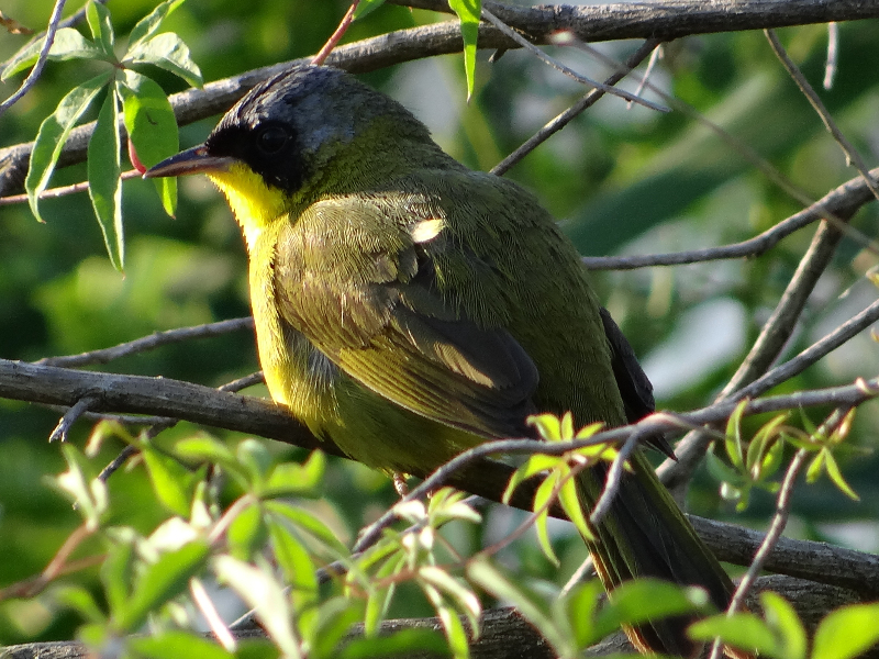 Geothlypis aequinoctialis