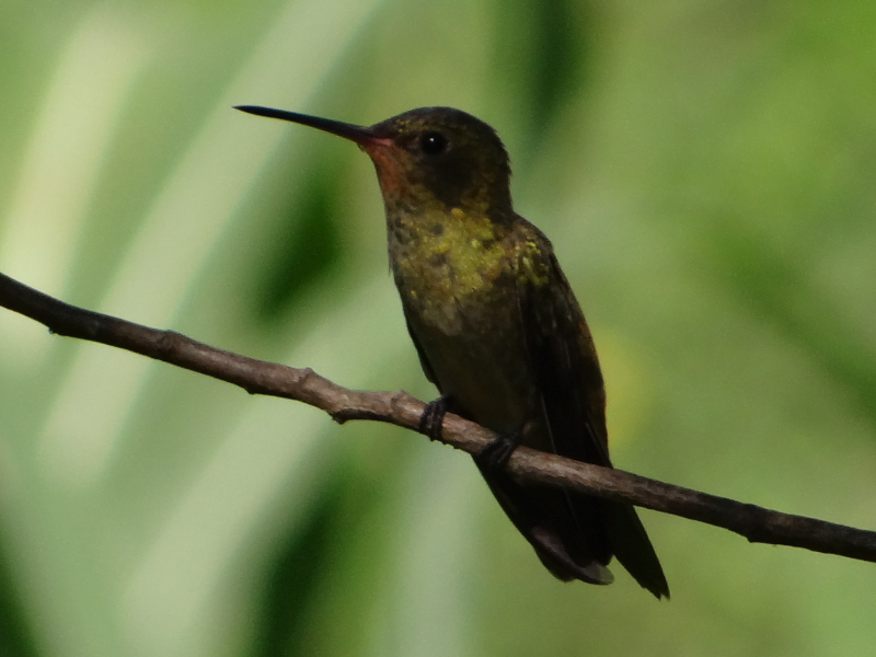 Hylocharis_chrysura_Picaflor_Bronceado