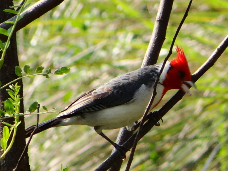 Paroaria_coronata_Cardenal_Comun