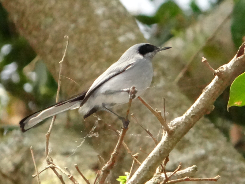 Tacuarita_Azul_Polioptila_dumicola
