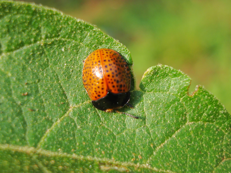 Botanochara_macularia