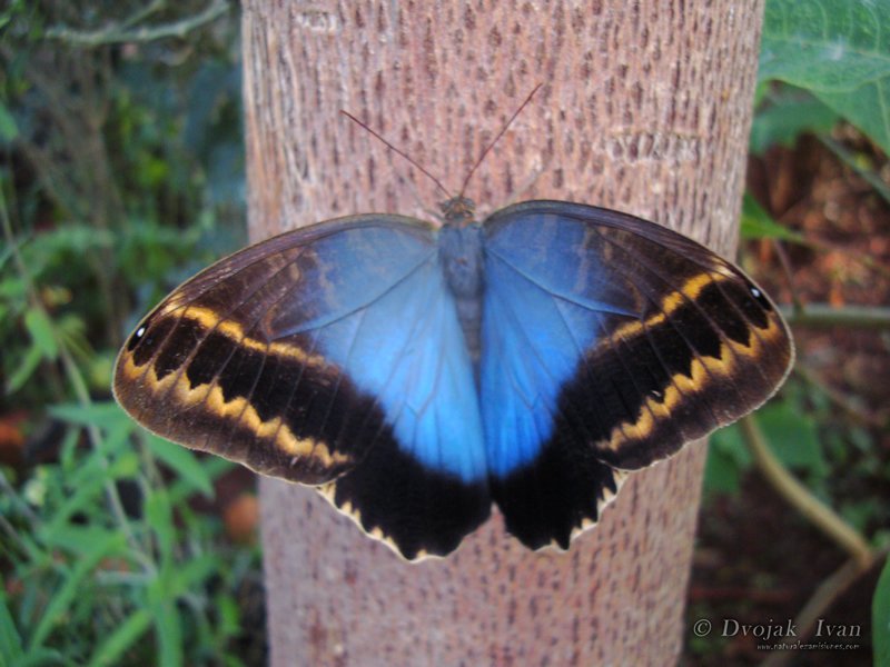 Caligo_illioneus_Mariposa_Buho