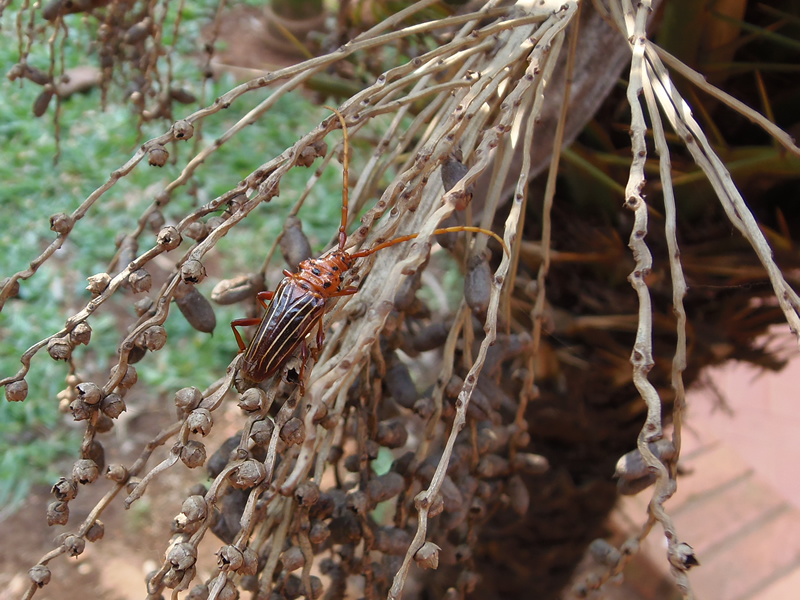 Chydarteres_striatus