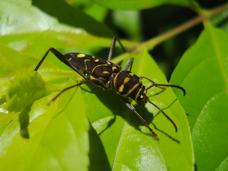 Cotyclytus_curvatus