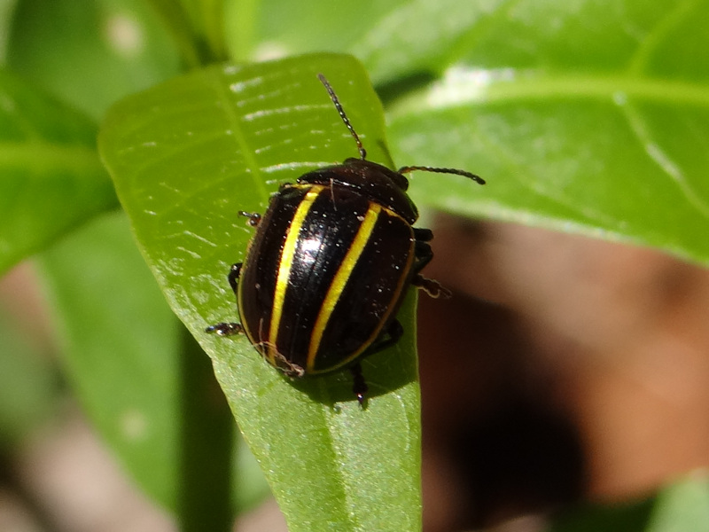Desmogramma_conjuncta