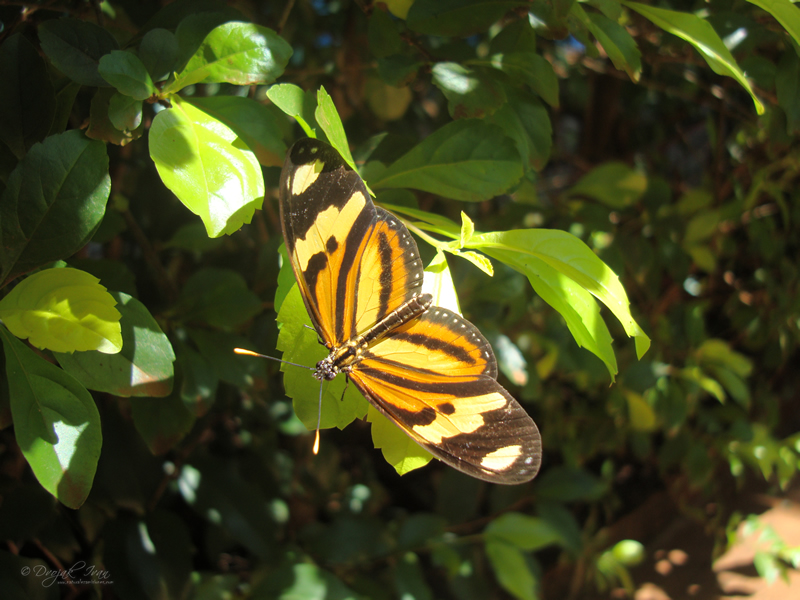 Eueides_isabella_dianasa
