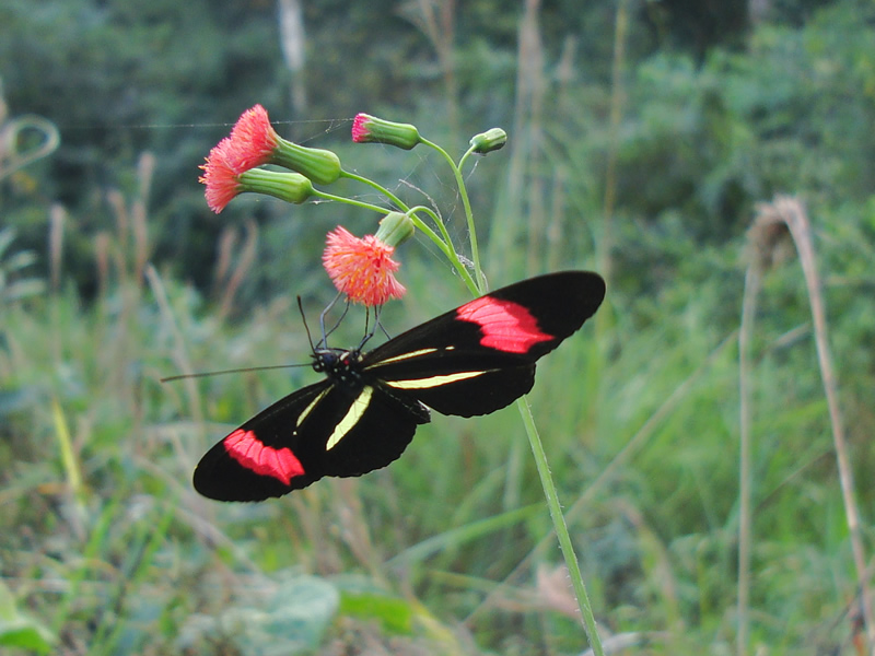 Heliconius_erato_phyllis_Almendra_Comun
