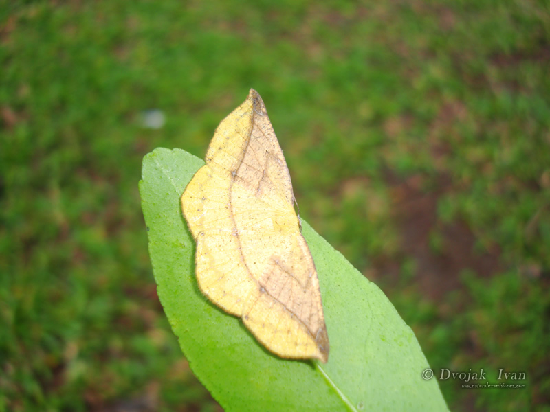 Oxydia_sinuosa