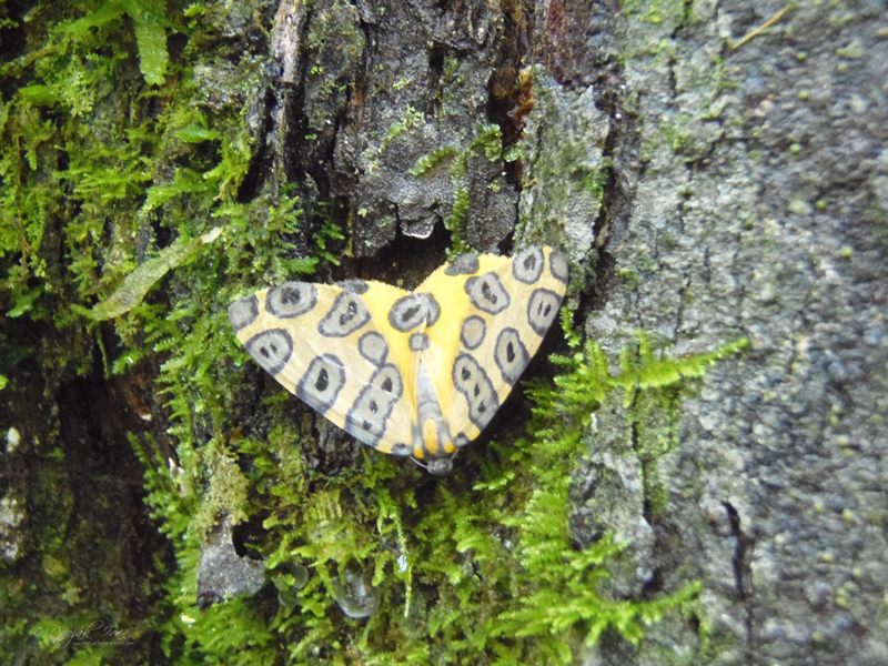 Pantherodes_pardalaria_Mariposa_leopardo
