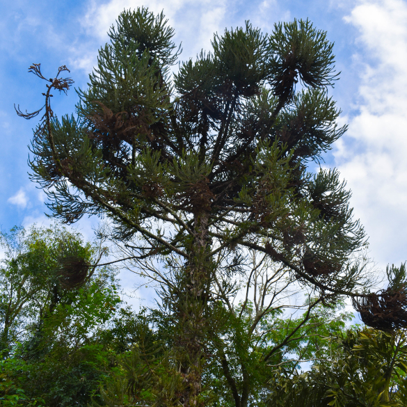 Pino Paraná – Araucaria angustifolia