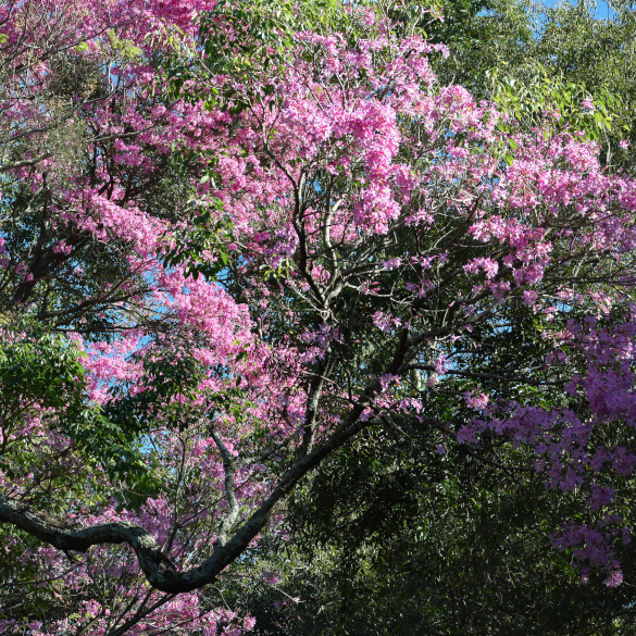 Lapacho Negro- Handroanthus heptaphyllus