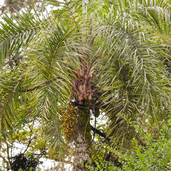 Pindo - Syagrus romanzoffiana