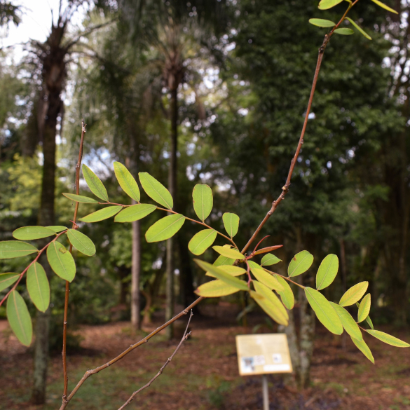 Sarandi Blanco- Phyllanthus sellowianus