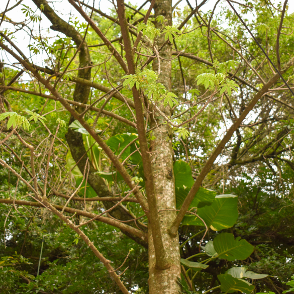 Jacaratia- Jacaratia spinosa
