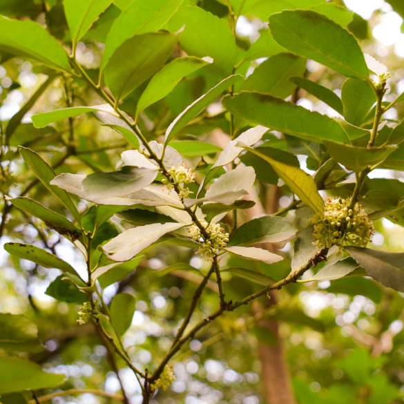 Yerba Mate- Ilex paraguariensis